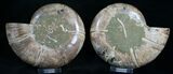 Beautiful Desmoceras Ammonite - Thick #8383-3